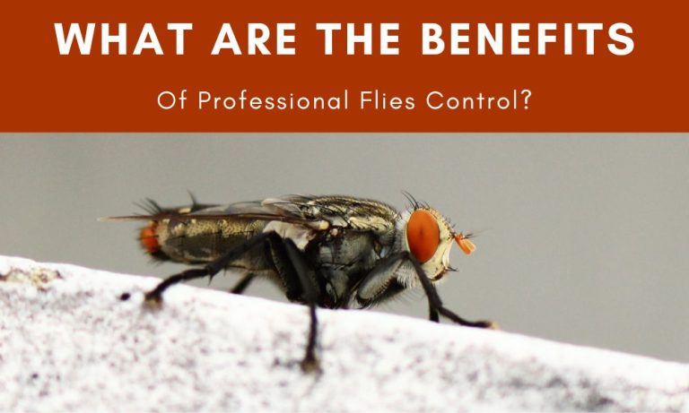 What Are The Benefits Of Professional Flies Control